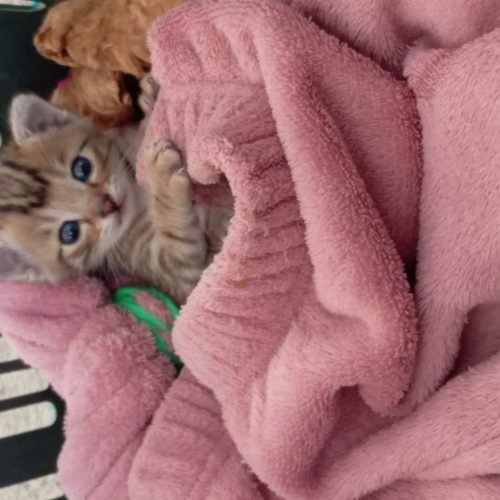 حیوانات خانگی