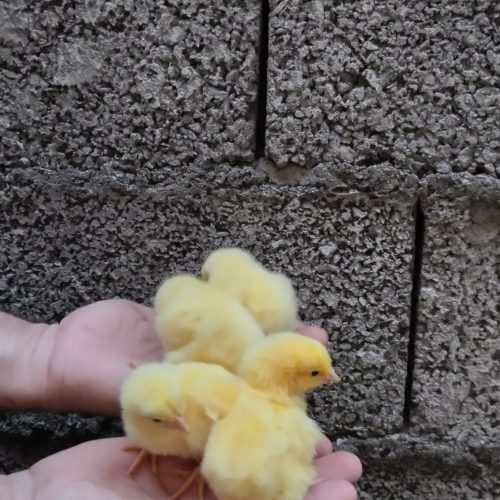 جوجه گوشتی و گلپایگان