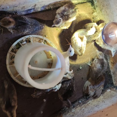 فروش انواع جوجه طاووس