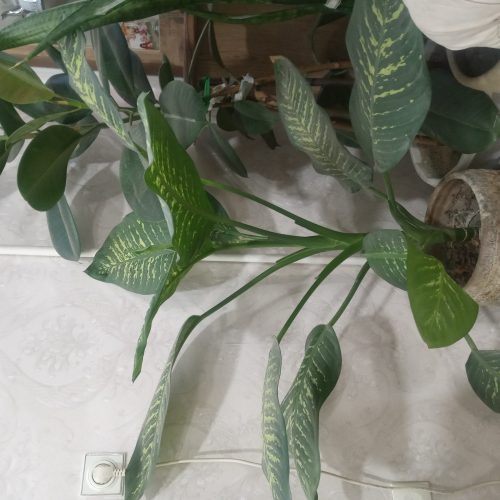 گل سانسورها و دیفن