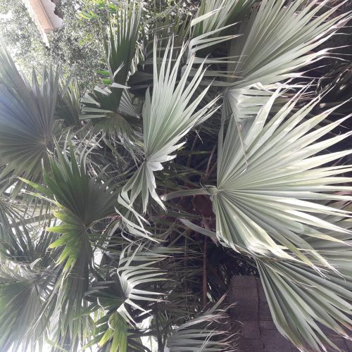 فروش درخت پالم واشنگتون ودرخت یوکا