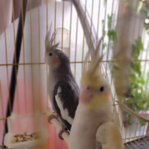 جفت عروس هلندی دستی و سخنگو