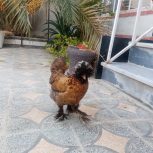 مرغ سلطان درحال تخم گذاری