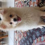 پامر نر وماده