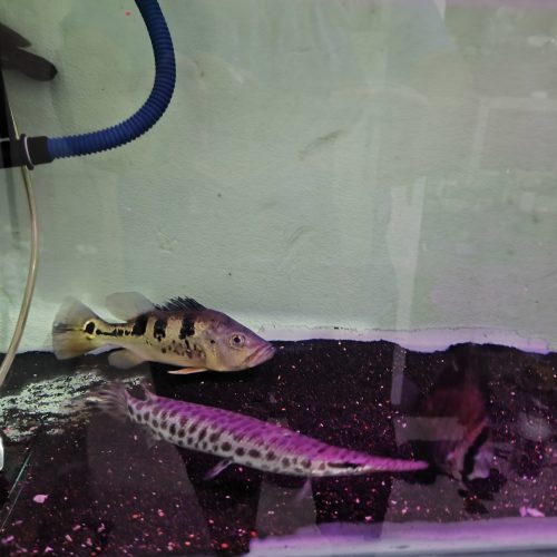 ماهی مانستر