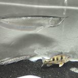 ماهی مانستر