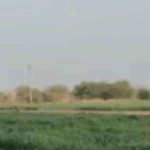 زمین کشاورزی کشت کندم