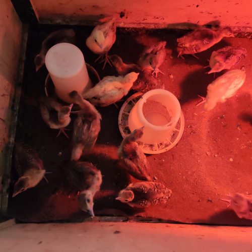 فروش انواع جوجه طاووس