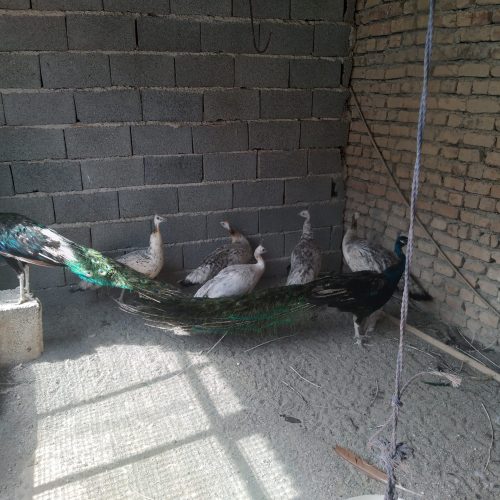 فروش انواع پرنده طاوس