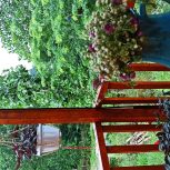 کلبه‌ی چوبی جنگلی