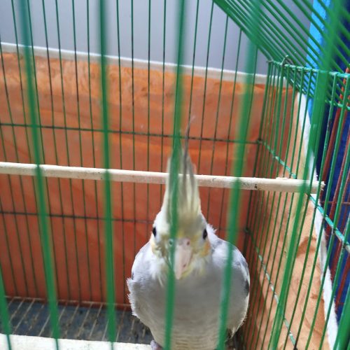 جوجه عروس هلندی 🦜