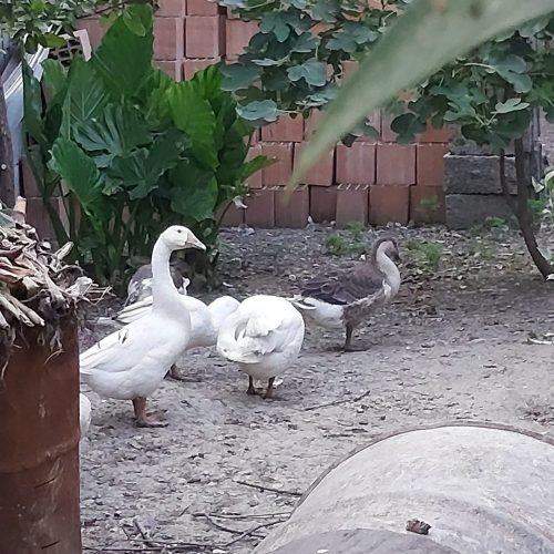 غاز اوکراینی