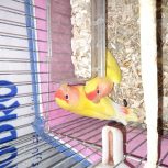 طوطی برزیلی