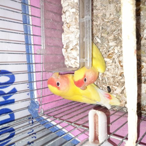 طوطی برزیلی