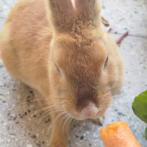 خرگوش زیبای کوشولوی بانمک (نر)