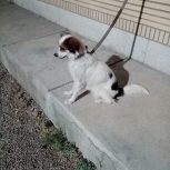 دو قلاده سگ، کوکونی دو ساله ماده. شیباوا جوان بسیار زیبا و با هوش