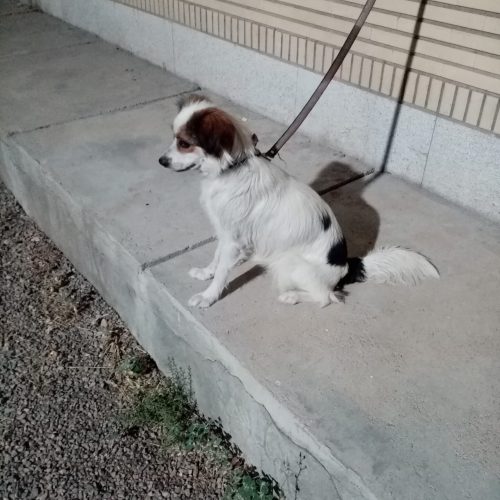 دو قلاده سگ، کوکونی دو ساله ماده. شیباوا جوان بسیار زیبا و با هوش