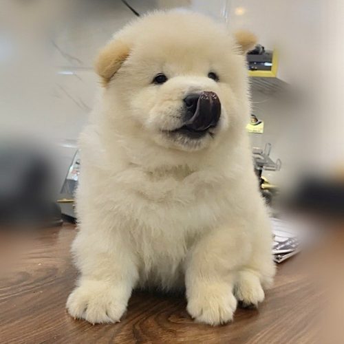 سگ نگهبان چاوچاو