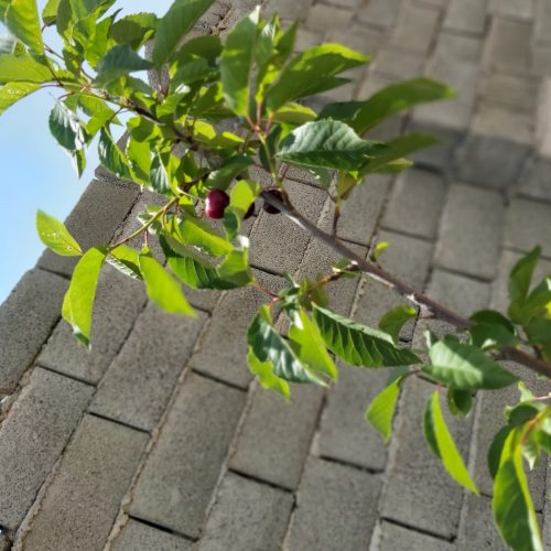 باغچه 600متری