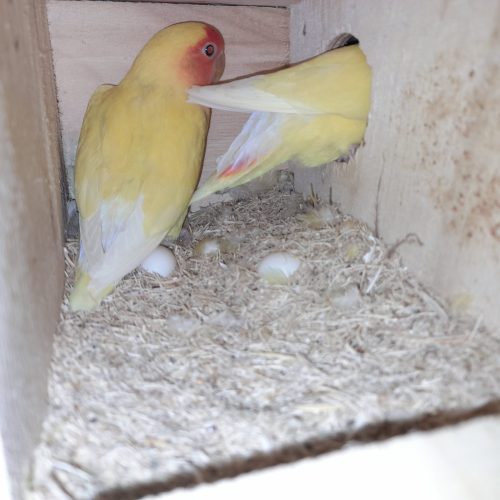 طوطی برزیلی