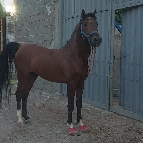 فروش اسب نریان درهشور خالص