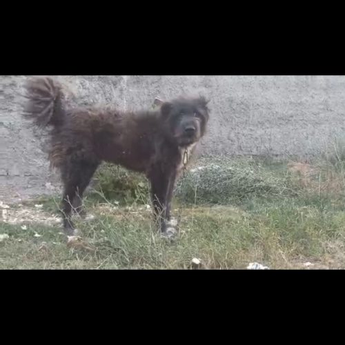 سگ قدریجونی یک ساله