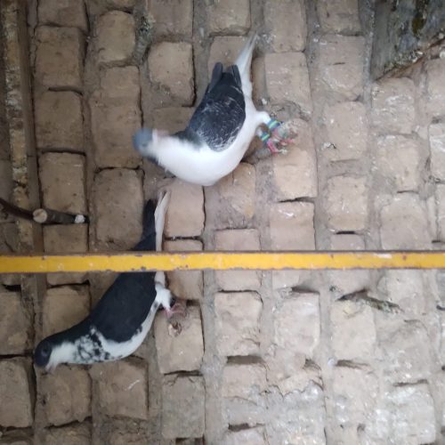 کبوتر یا پرنده