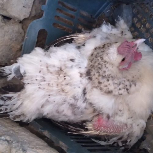 دوتا مرغ کرچ سالم و سرحال قیمت 800هراز تومان