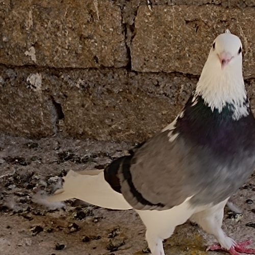 کبوترکفترشازده سبزکاکلی