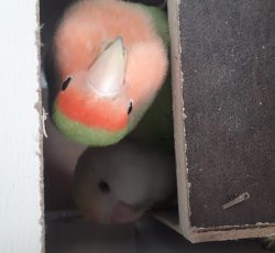 طوطی برزیلی