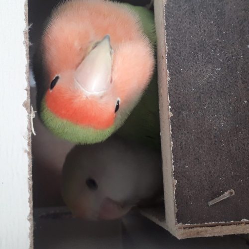 طوطی برزیلی