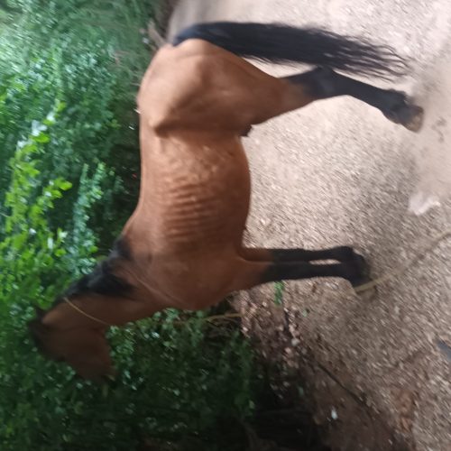 اسب ترکمن جوان