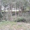 فروش زمین لشت نشا