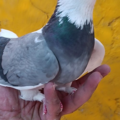 کفترکبوترشازده سبزکاکلی