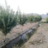 باغ فنس کشی در چقا