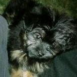 نژاد مالتیز 3 ماهه دارای شناسنامه