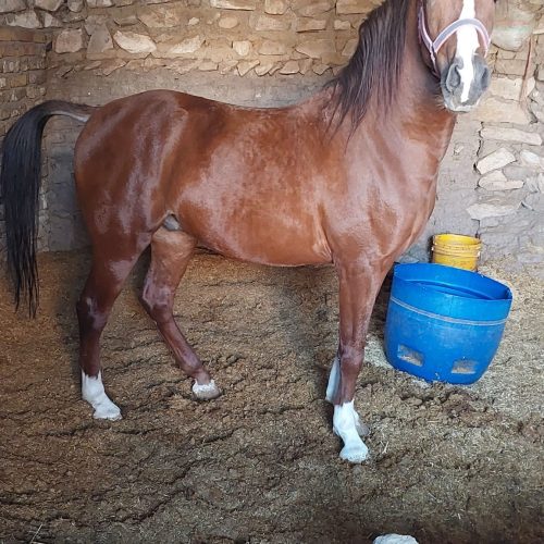 یک راس اسب سواری