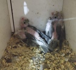 پرنده عروس جوجه تازه باید سرلاک داده شود