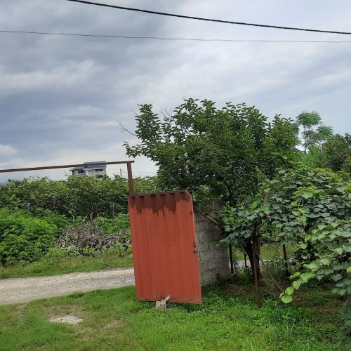 فروش زمین(باغ کیوی)