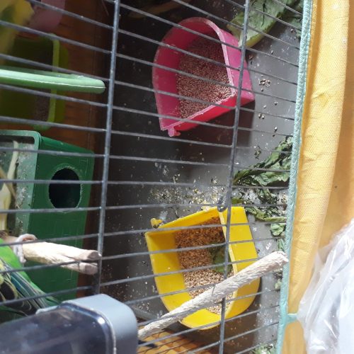 باسلام تعدادی پرنده مرغ عشق بارنگهای مختلف به فروش میرسد