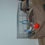 یک جفت مرغ عشق بالغ نر و ماده