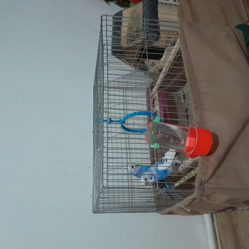 یک جفت مرغ عشق بالغ نر و ماده