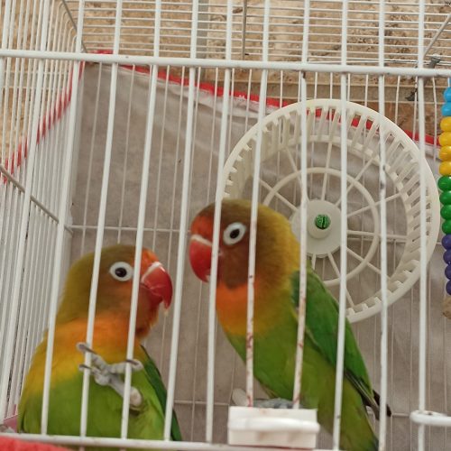 کوتوله برزیلی