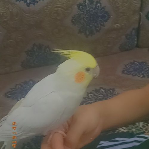 پرنده عروس پاریس