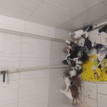 17عدد کفتر غریب گیری