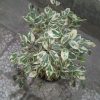 گل و گیاه آپارتمانی