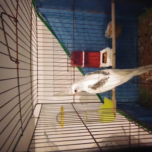 عروس هلندی البینو پروانه‌ای