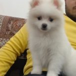 سگ پامرین خرسی