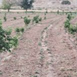 یک قطعه باغ 250 متری گردو دوساله