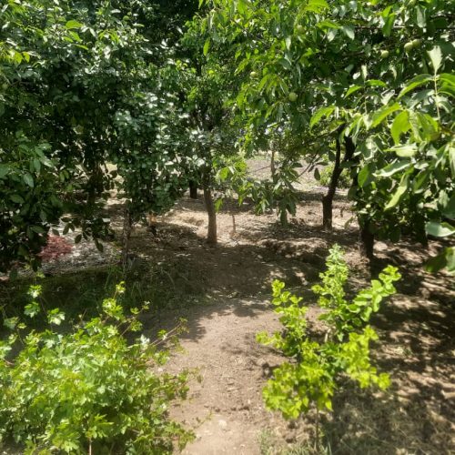 فروش باغ سر جاده اصلی سنندج